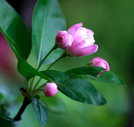 过节送花的意义 过节送花的真实的照片(图1)