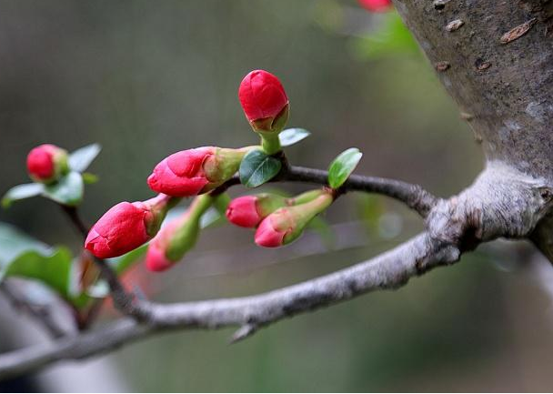 11朵百合花的寓意是什么 11朵百合花的寓意和花语(图1)