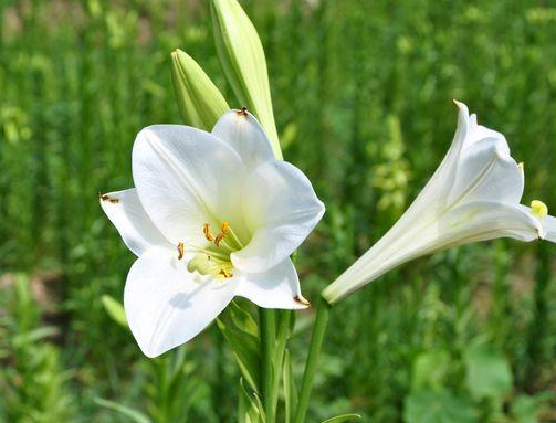 12朵香水百合代表什么意思 12朵香水百合代表什么含义(图1)