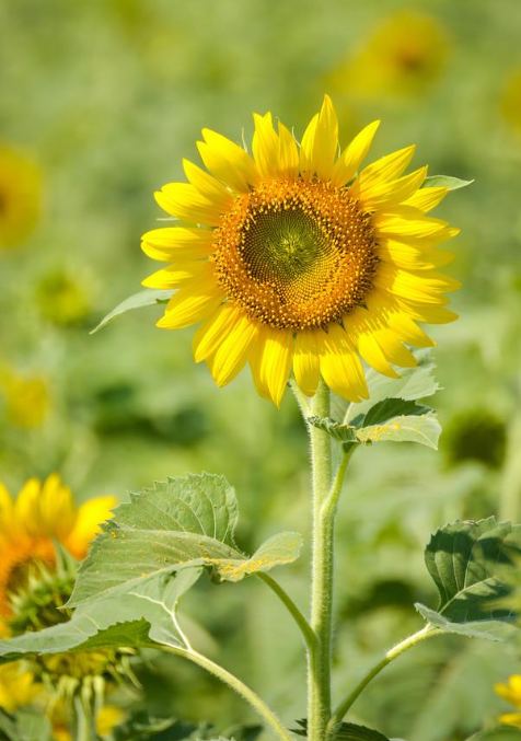 送孩子向日葵花的寓意 儿童节向日葵花束(图1)