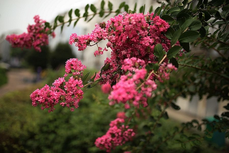 七月送花祝福简短些句子 七月鲜花祝福语(图1)