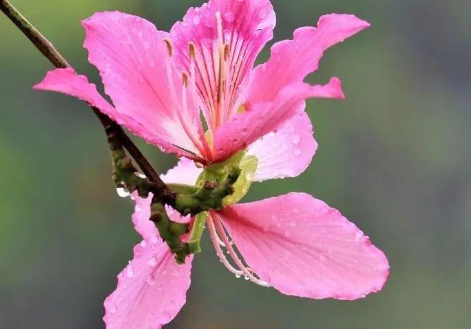 百合花一朵一朵开说明了什么 一朵百合花的图片(图1)