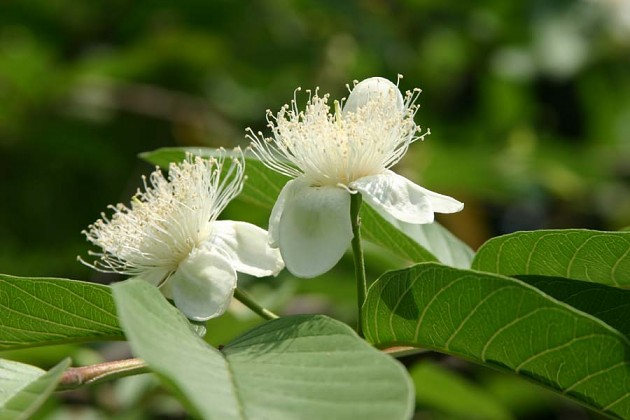 7月适合送什么花 七月半可以送花吗(图1)