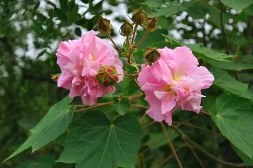 中秋节送什么植物最好 中秋节送什么植物合适(图1)