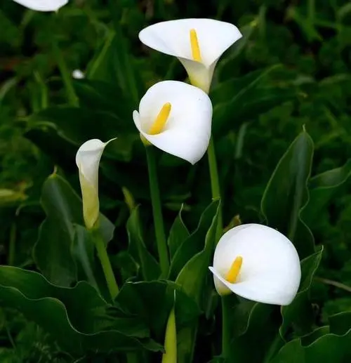 中秋节送什么植物 中秋节送什么花合适(图1)