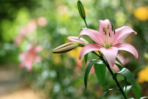 中秋节礼物送花 中秋节适合送什么绿植(图1)