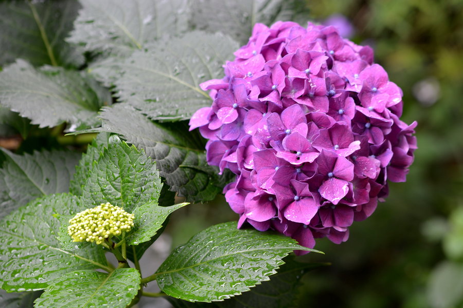 中秋节送什么花好 中秋节送花送什么花(图1)