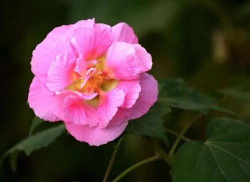 中秋节送花寓意什么 中秋节送花寓意着什么(图1)