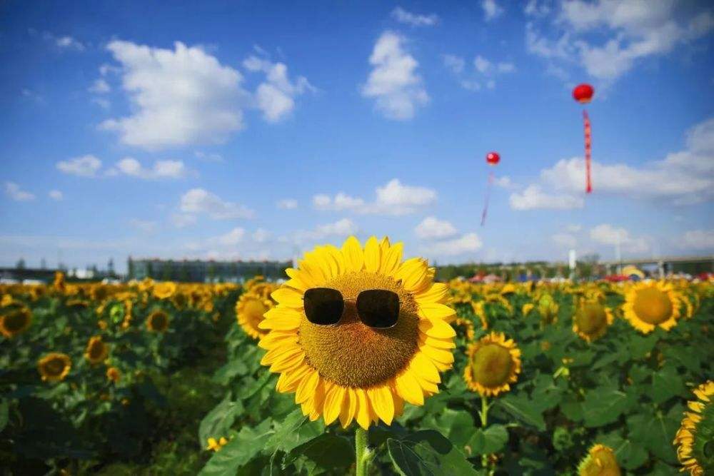 给中考的孩子送花送什么花比较好 送给中考孩子什么花合适(图1)