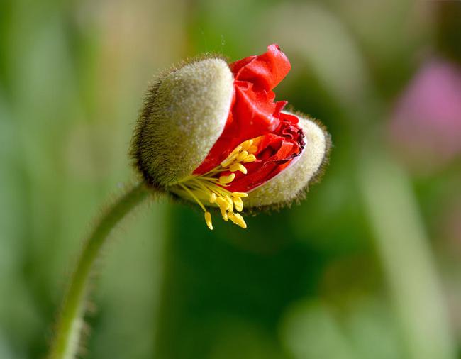 重阳节送什么花给长辈 重阳节送老人什么花?(图1)