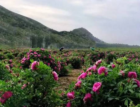 28朵玫瑰在爱情里是什么 二十八朵红玫瑰的花语(图1)