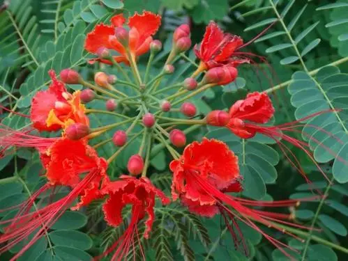 五四青年节送什么花最好 五四青年节送什么礼物给女生花(图1)