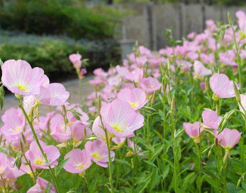 什么花象征着未来 寓意未来的花(图1)