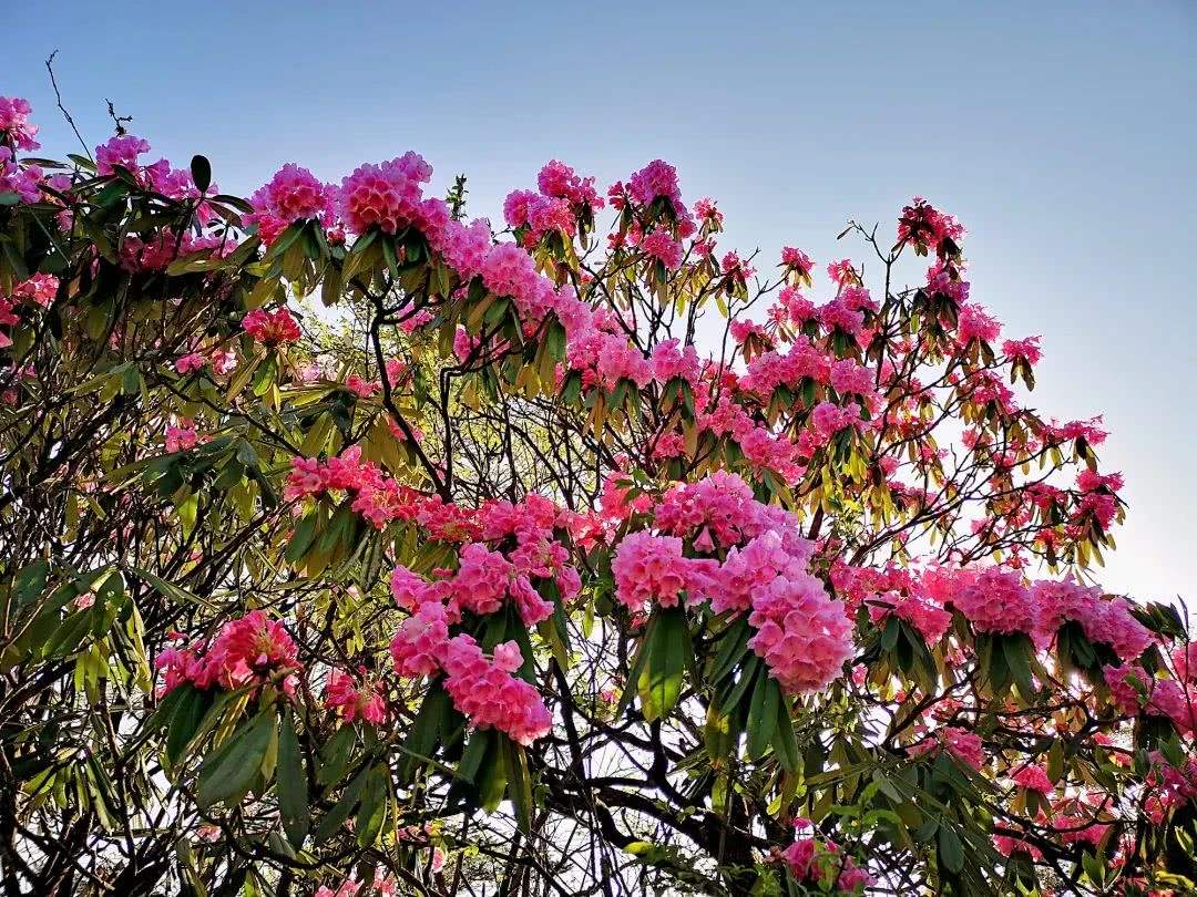 初恋是哪个花的花语 初恋是哪种花的花语?(图1)