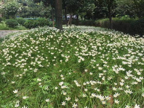 什么花的花语是天真单纯善良纯洁 哪种花的花语是纯洁(图1)