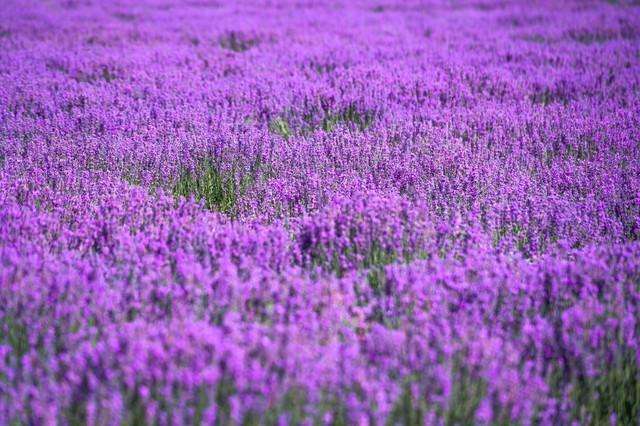 寓意守护的花语 哪个花的花语是守护(图1)