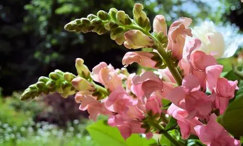 什么花是表示祝福的 哪个花的花语是祝福(图1)