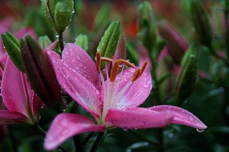 送百合花送多少支 合适 送12朵百合花的花语(图1)