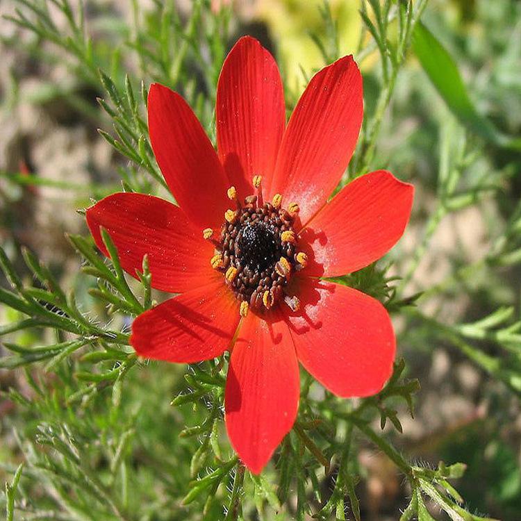 什么花的花语是感谢和感恩的意思 花语是感谢的花有哪些(图1)