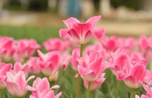 关于自由的花语 自由的花语的花(图1)