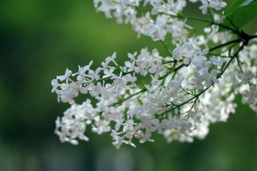 儿童节送啥花 儿童节送什么鲜花(图1)