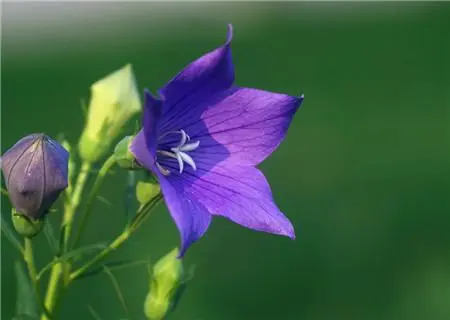 元旦送什么花给女朋友合适 元旦送女朋友花好吗(图1)