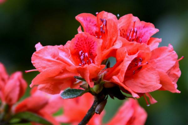 元旦送花祝福语怎么写 元旦送花祝福语大全简短(图1)