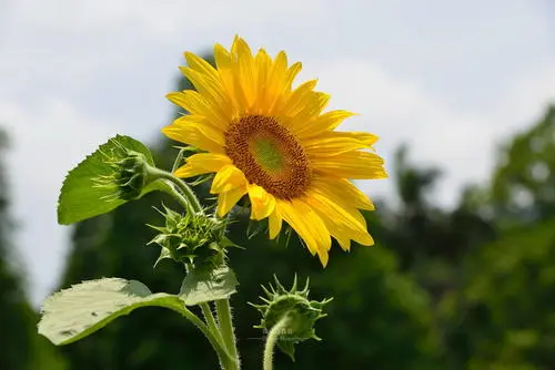 员工生日送花祝福语 公司送给员工的花(图1)