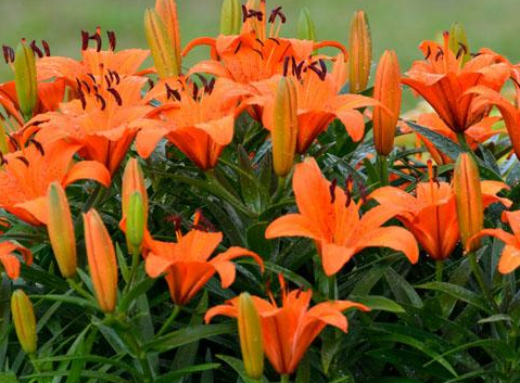 送12朵百合花的花语是什么 送12朵百合花的花语和寓意(图1)