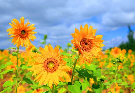 生孩子送向日葵花好吗? 生孩子送向日葵祝福语(图1)