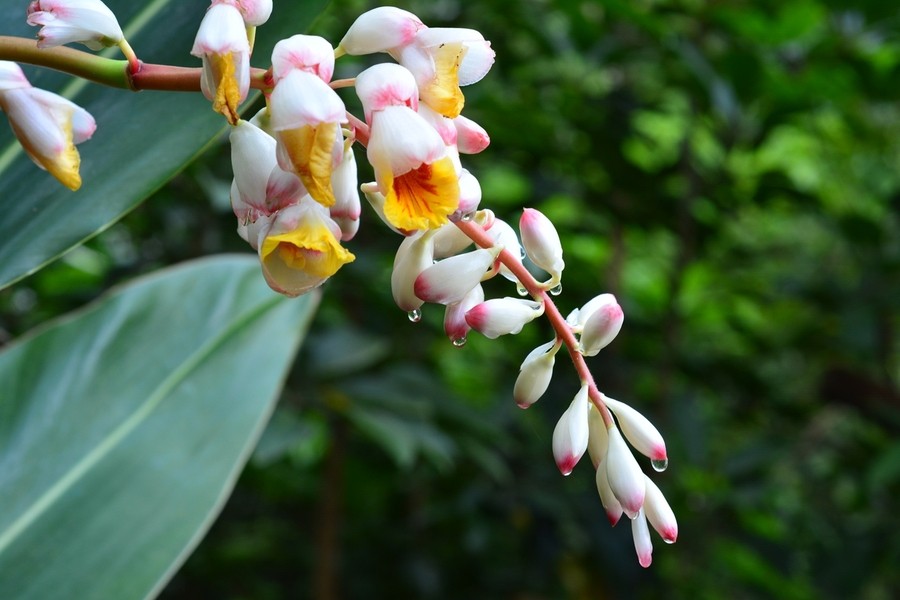 劳动节的花束有哪些 劳动节花束图片(图1)