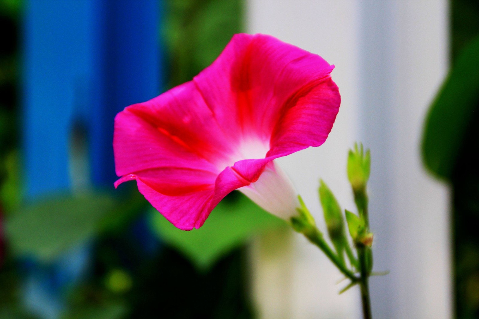 劳动节送什么东西最好 劳动节送花祝福语(图1)