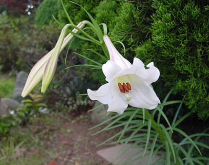 十一朵百合花多少钱 11朵百合花束图片(图1)