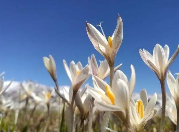 13朵百合花多少钱 百合花13朵是什么意思(图1)