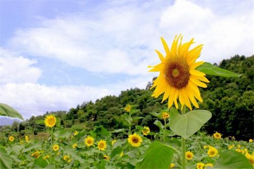 向日葵送人含义 向日葵花适合送给谁(图1)