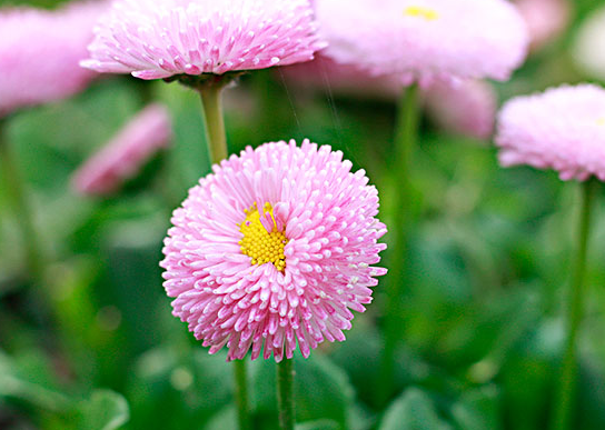 生日送小雏菊会不会不好 过生日送小雏菊(图1)