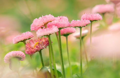 小皱菊花的花语和寓意 小皱菊花语和寓意(图1)