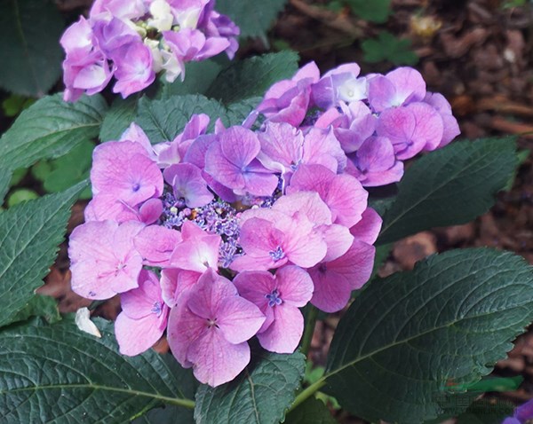 平安夜送花寄语 平安夜送几朵花(图1)