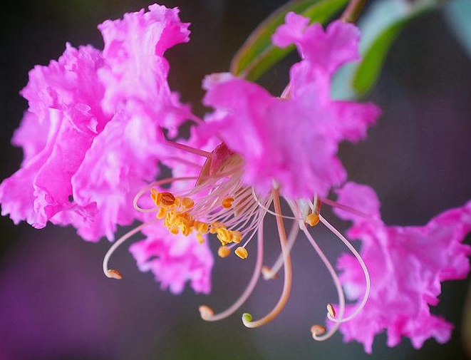 适合恋人送的花 恋人送花花语(图1)