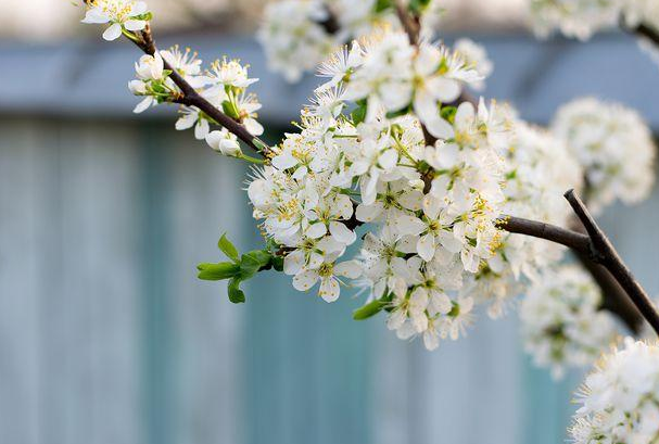 教师节给老师送向日葵 给老师送向日葵代表什么意思(图1)