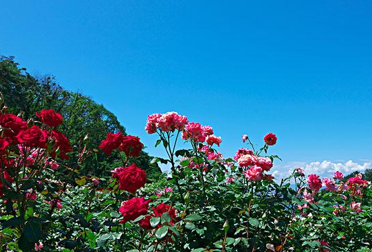 教师节送老师玫瑰花几朵合适 教师节送老师玫瑰花几朵比较好(图1)