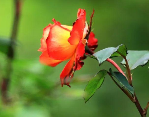 护士节送花多少朵 护士节送花送什么花(图1)