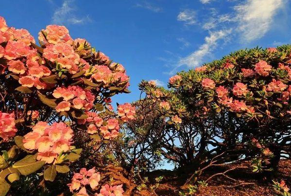 送护士花的祝福语 护士节送花的祝福语(图1)