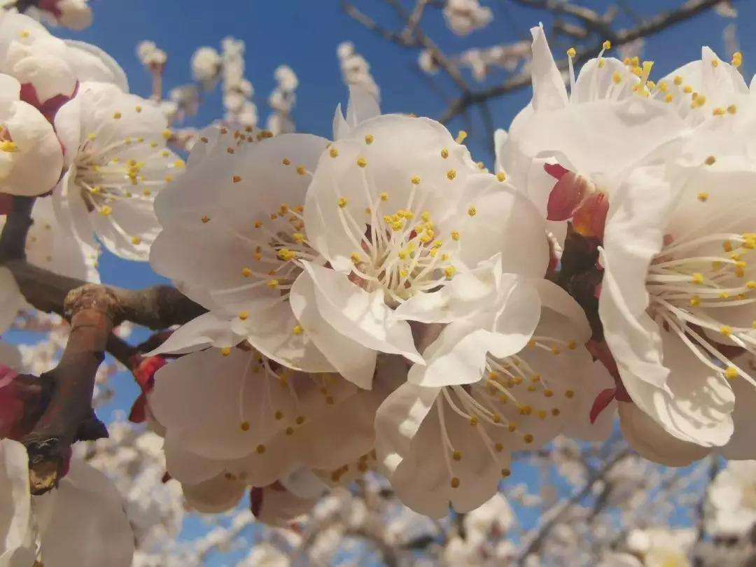 给护士送花的祝福语 送护士的鲜花寄语(图1)