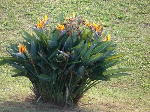 拜年送鲜花合适吗 过年拜年可以送花吗(图1)