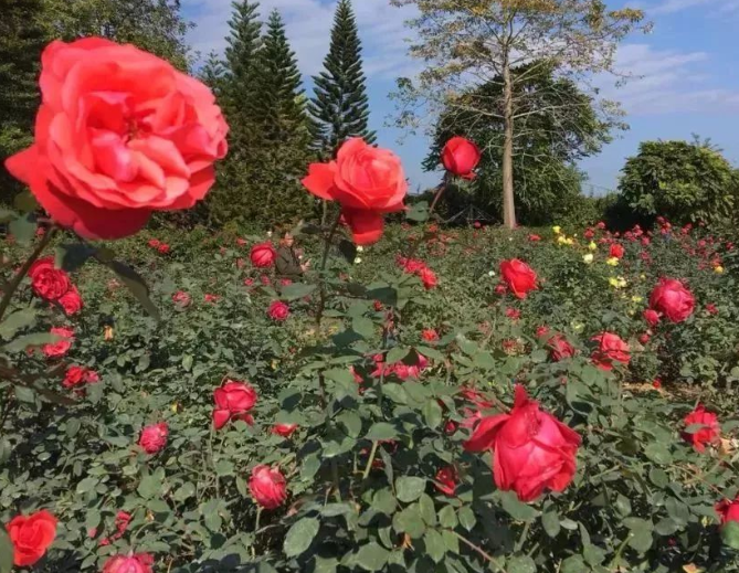 送25朵玫瑰花的含义 25朵玫瑰花是什么意思(图1)