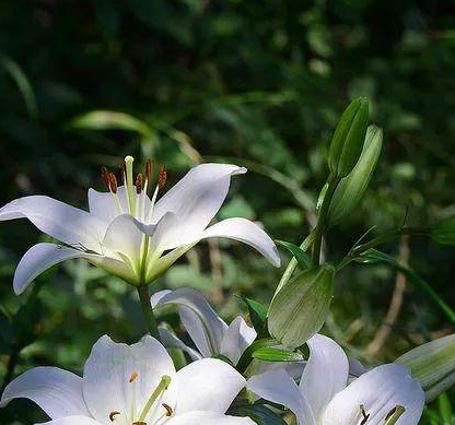 教师节送老师一朵玫瑰花好吗 教师节送老师几朵鲜花(图1)