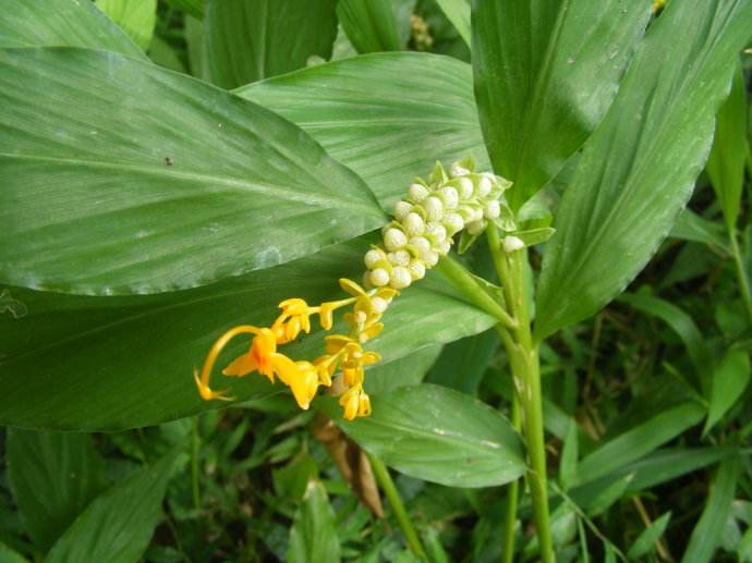 2021年教师节可以送老师花吗 教师节可以送花给老师吗?(图1)