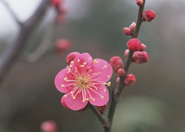 新年送什么寓意好 新年送什么?(图1)