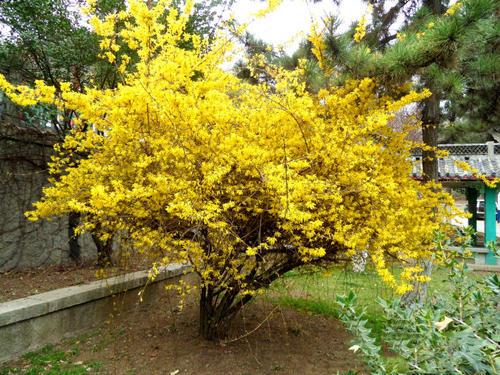 春节送什么花比较好 春节送花送什么花好(图1)